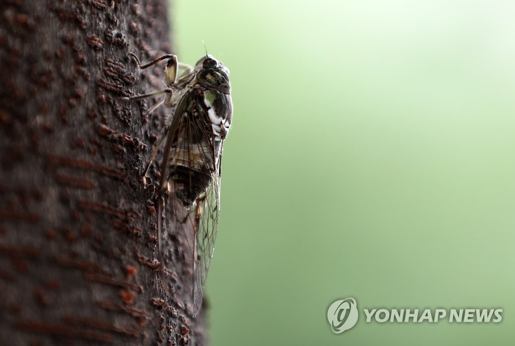 매미 이미지