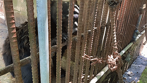 이순영 곰보금자리프로젝트 공동대표가 구충제를 넣은 마시멜로를 건네자 곰이 받아 먹고 있다. 김주영 기자