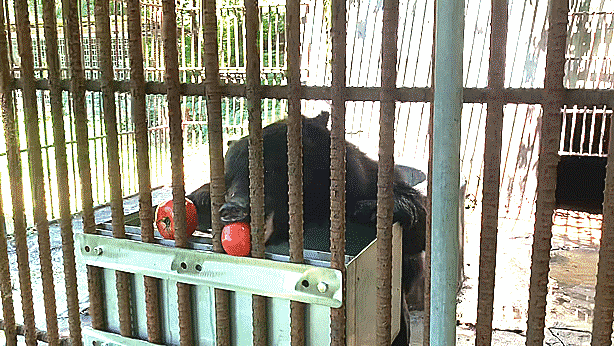 강원 화천군 사육곰 농장에서 곰이 토마토를 먹고 있다. 김주영 기자
