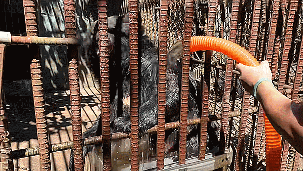 활동가가 호스로 물을 뿌려주자 곰이 몸을 돌려가며 즐기고 있다. 김주영 기자