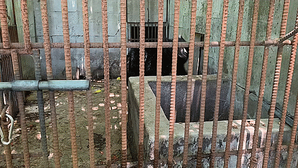 옆 칸에 있는 곰이 밥을 먹는 동안 성질이 급한 곰이 철창 안을 돌고 있다. 김주영 기자