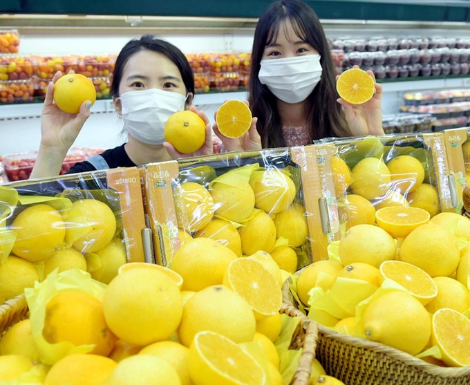 황금향 이미지