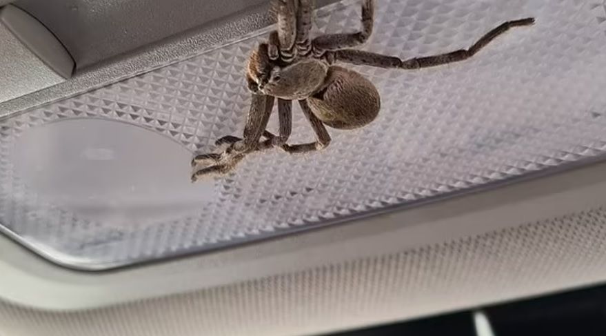 왕거미 이미지