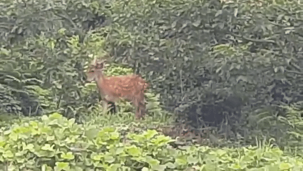11일 오전 경남 하동군 두곡리 서재마을 인근에서 꽃사슴이 발견됐다. 독자 제공