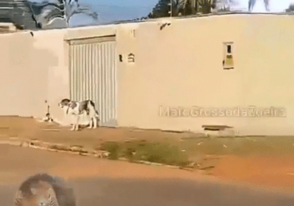 '벨튀범'에 고통받던 브라질의 한 가족이 범인의 정체를 확인하고 실소를 터뜨렸다. /사진=히글리오 베르니니 SNS