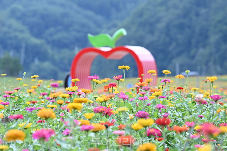 중앙꽃화원 이미지