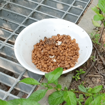 고양이 사료를 길에 방치하면 개미와 파리 등이 들끓는다. © 뉴스1 최서윤 기자