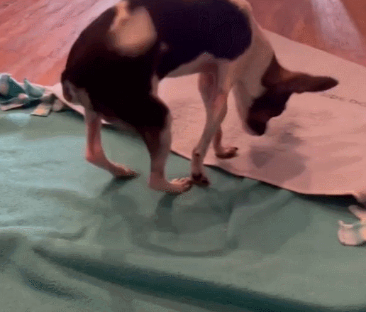 성공적인 수술 후 네 발로 걷는 시기. 유튜브 캡처