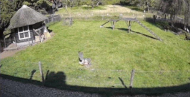 암탉이 매의 공격을 받자 수탉과 염소가 달려와 구해주고 있다./유튜브 ‘Dogtooth Media’ 캡처