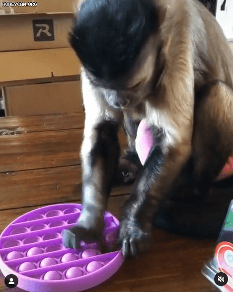 팝잇에 심취한 원숭이 - 지난해 틱톡에서 20만명이 넘게 본 화제의 영상