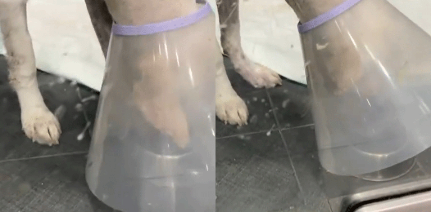 (사진=‘비글구조네트워크’ 인스타그램)