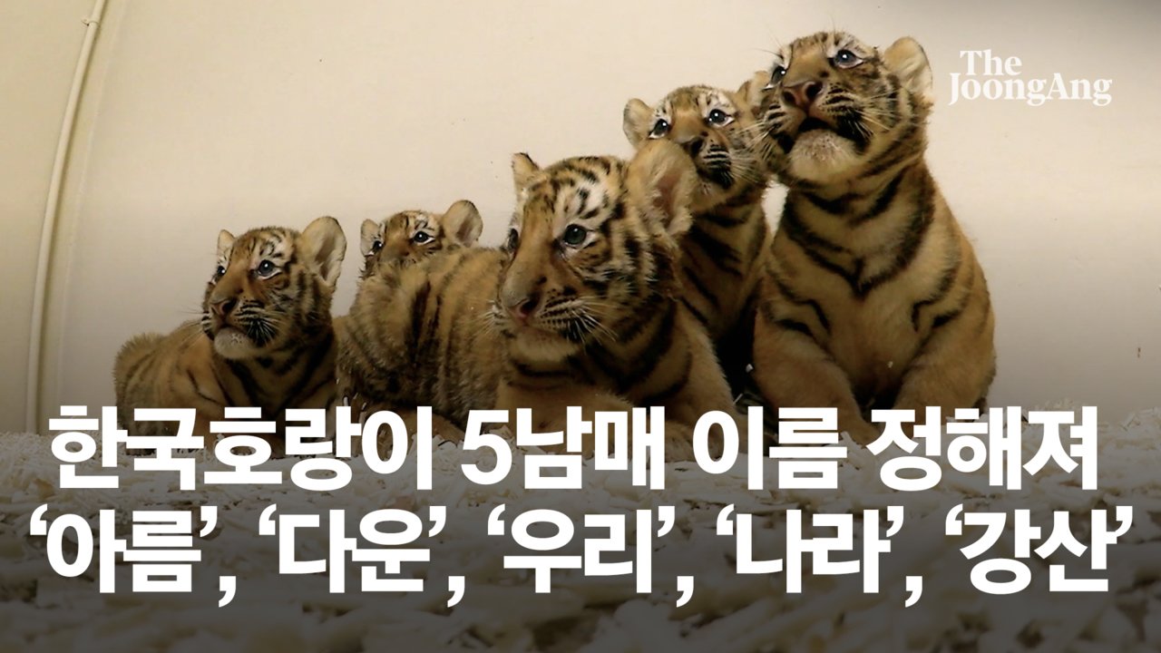 에버랜드 한국호랑이 5남매 이름 아름·다운·우리·나라·강산으로 정해져 - kakaoTV 에버랜드 한국호랑이 5남매 이름 아름·다운·우리... 