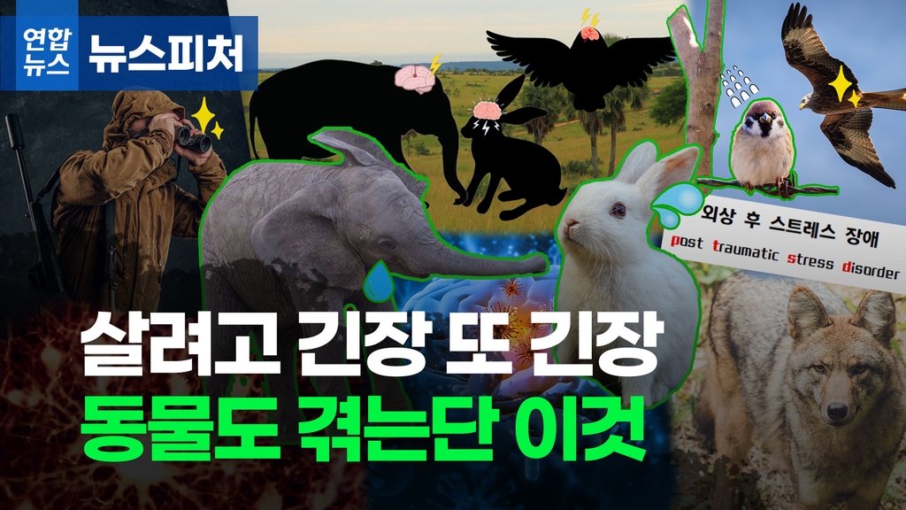 매슈포유 이미지