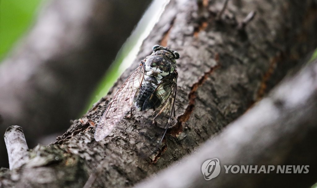 매미 이미지