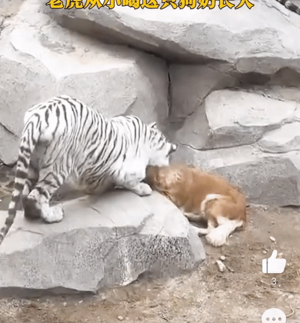 중국에서 레트리버 한 마리가 호랑이 우리에 들어가 호랑이들의 관심을 받고 있다. /사진= 중국 웨이보 캡처.
