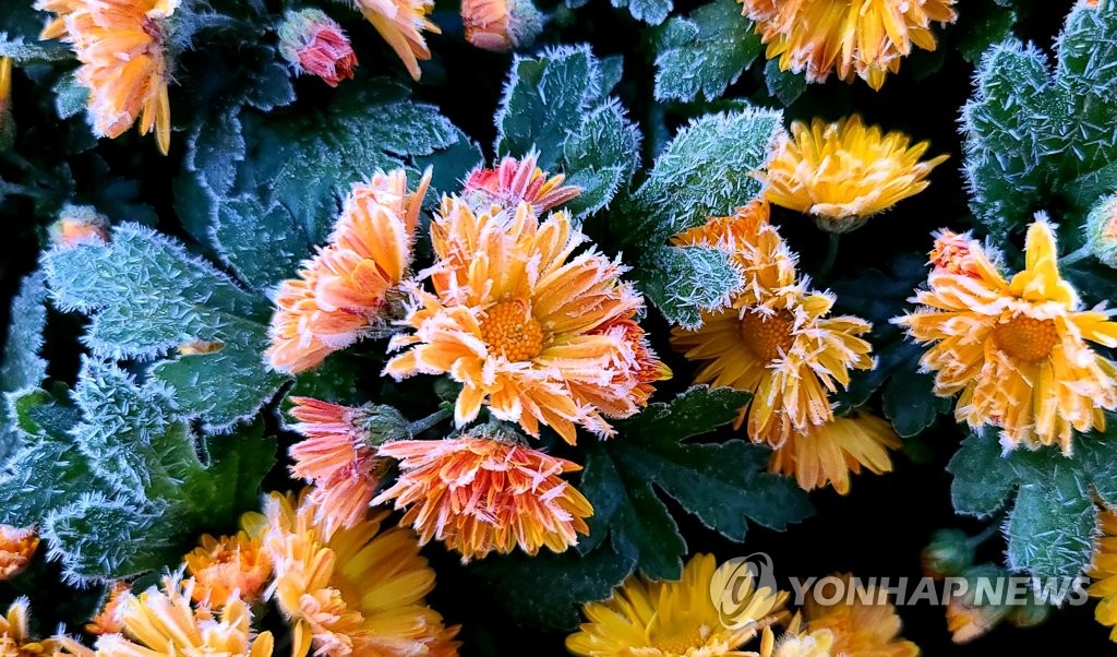 대관령톡톡 이미지