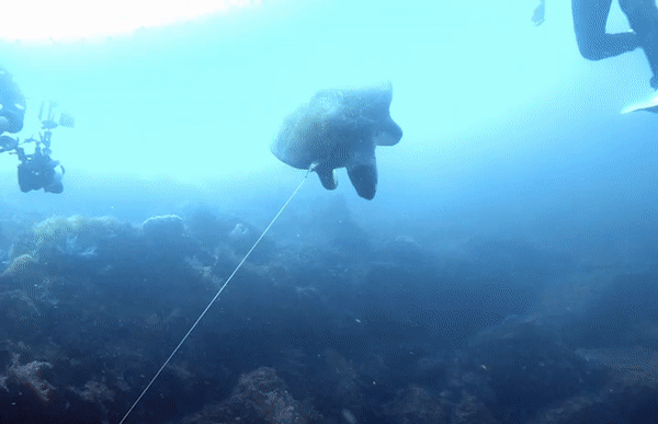 굵은 낚싯줄에 걸려 발견 당시 이미 익사한 제주 거북이. (스킨스쿠버 박솔미 씨 제공) © 뉴스1