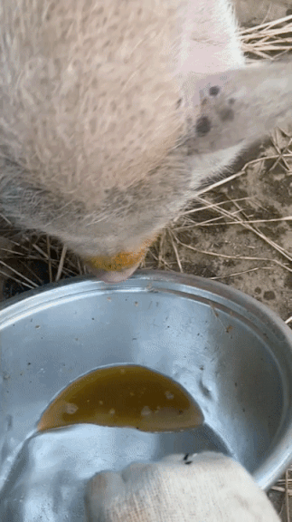 실험동물로 있을 때 머리를 다쳐, 잔디는 밥을 먹을 때마다 허공에서 빙빙 돌렸다. 시간이 조금 필요했다./사진=남형도 기자