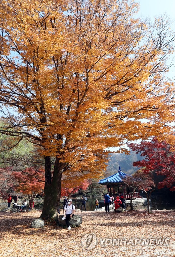 황금피싱 이미지