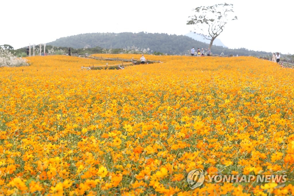 사단법인 제주마을문화진흥원 이미지