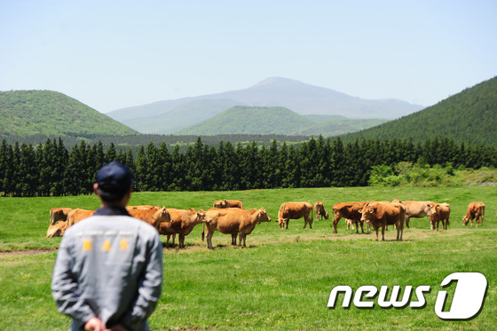 제주흑우주식회사 이미지