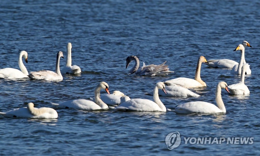 경포2호 이미지