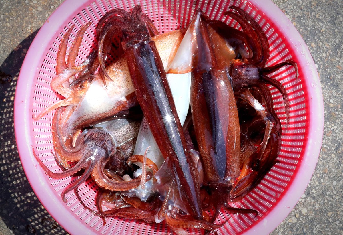 문어와산오징어 이미지