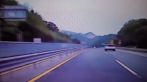 도로 한가운데로 뛰어들어 로드킬 당할뻔한 새끼 고라니 모습. 세종시 온라인커뮤니티 블랙박스 영상 캡처