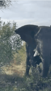 지난달 28일 남아공 크루거 국립공원의 야생동물보호구역에서 짝짓기 중이던 코끼리에 11인승 사파리 차량이 다가가자 수컷 코끼리가 격분해 상아로 차량을 들이받았다. 사회관계망서비스(SNS) 갈무리