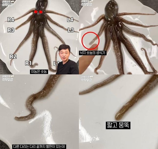 낙지보감 이미지