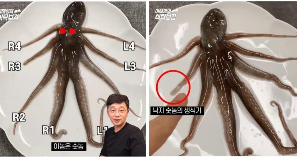낙지보감 이미지
