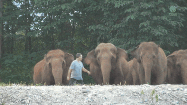 코끼리들은 뭍으로 나가서도 톰슨 뒤만 졸졸 쫓았다.