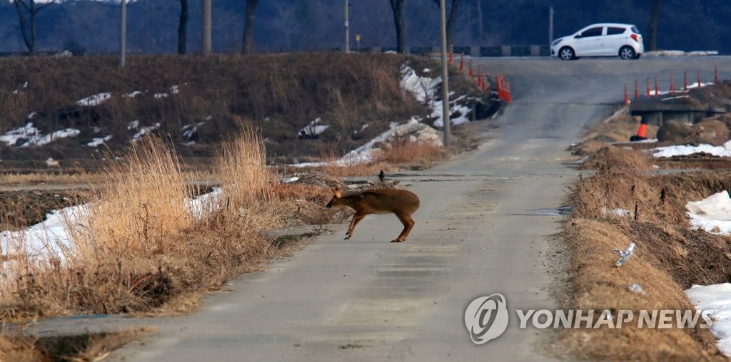 도리도리나주 이미지
