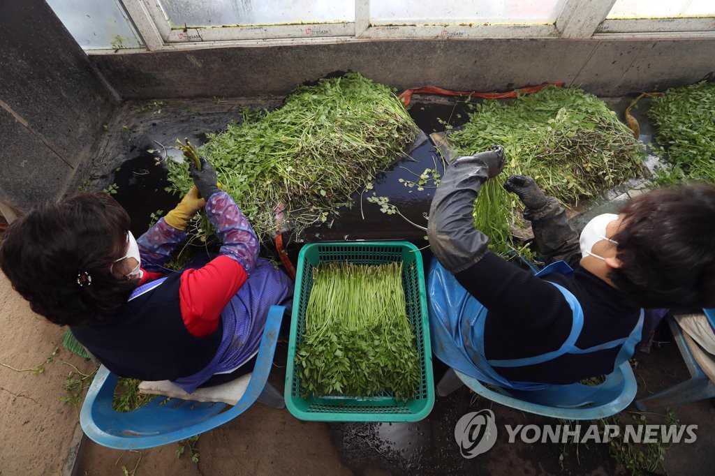 한재미나리영농조합법인 이미지
