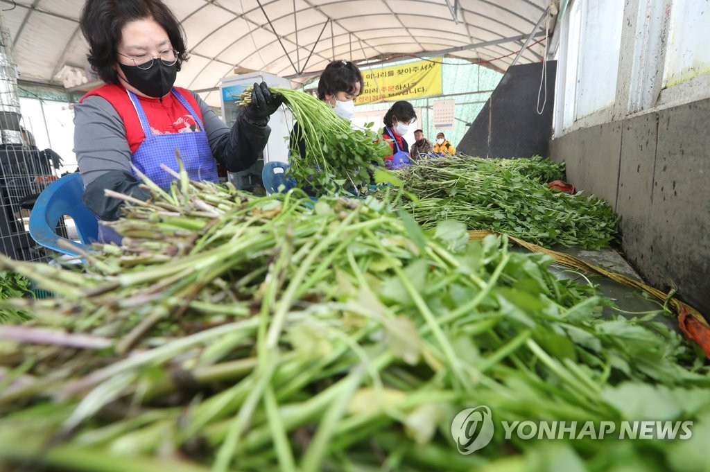 한재미나리영농조합법인 이미지