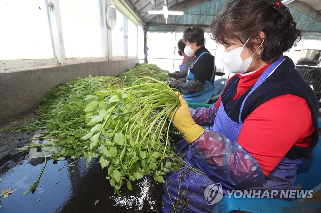 한재미나리영농조합법인 이미지