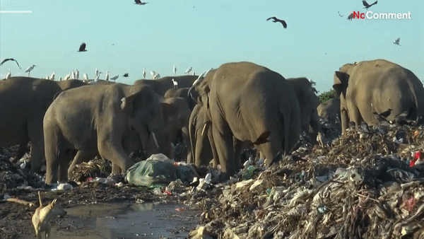 서식지를 잃은 코끼리들은 인간이 버린 쓰레기들을 무분별하게 주워 먹는다. [노코멘트 TV 유튜브채널]