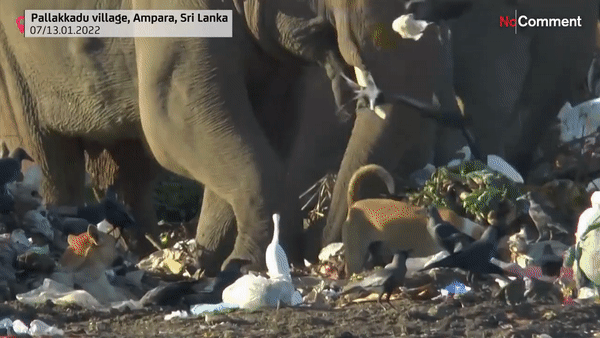 개, 새, 코끼리가 쓰레기 매립장에서 먹이를 찾고 있다. [노코멘트TV 유튜브 채널]