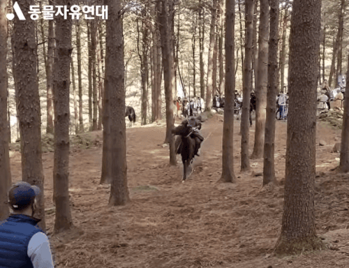 동물자유연대가 공개한 ‘태종 이방원’ 낙마 장면 촬영 현장.