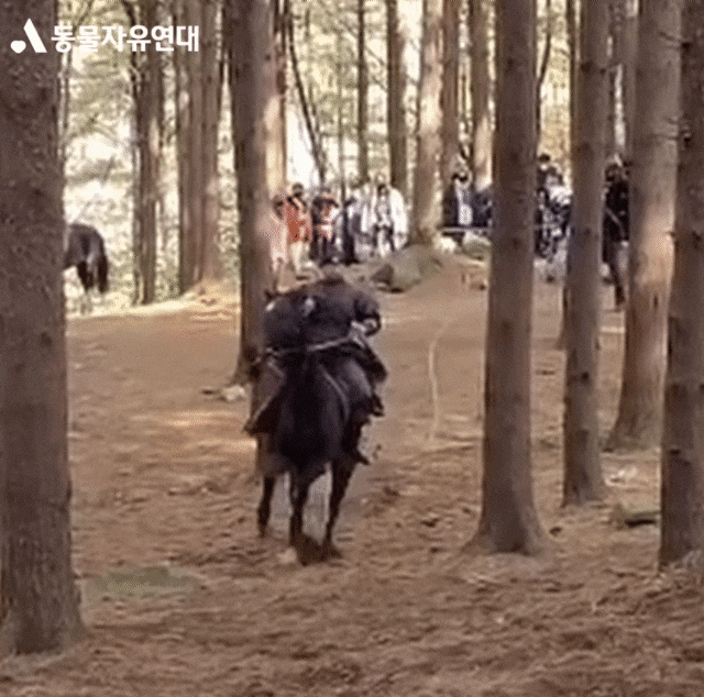 동물자유연대가 20일 공개한 ‘태종 이방원’의 낙마 장면 촬영 현장 영상/인스타그램