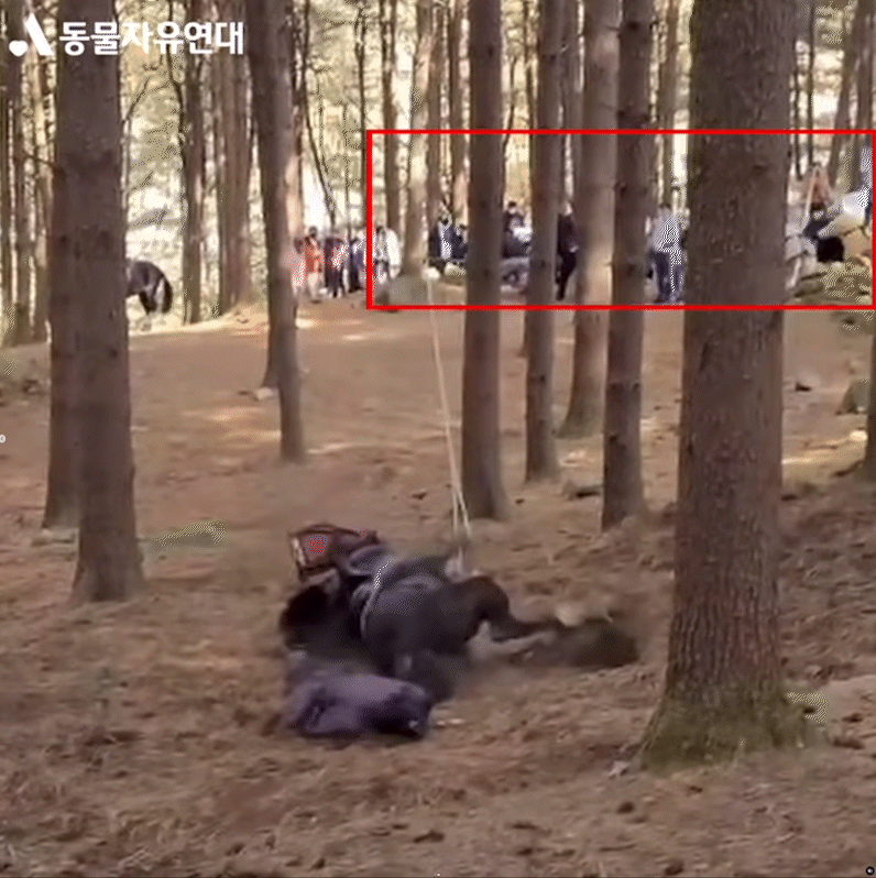 동물자유연대가 다시 한 번 국민 청원 참여를 독려했다. [사진=동물자유연대 공식 인스타그램]