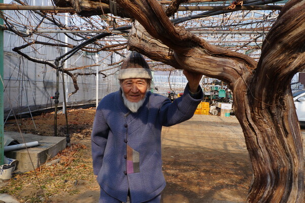포도나무아래 이미지