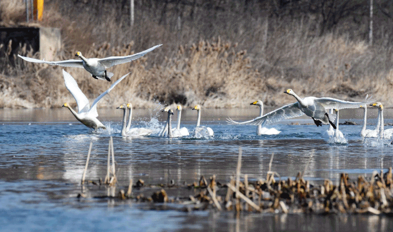 생태하천으로 돌아온 복하천용인시 양지면 중산간 지역에서 발원해 이천시를 가로지르며 남한강에 합류하는 40여km의 복하천이 시와 주민의 노력으로 하천이 맑아지고 서식환경이 좋아지면서 철새들의 새로운 보금자리로 변신 중이다. 특히 복하천의 중상류 지역인 호법면 일대에는 멸종위기종 큰고니를 비롯해 원앙, 독수리와 겨울철새들이 무리지어 겨울을 보내고 있다.