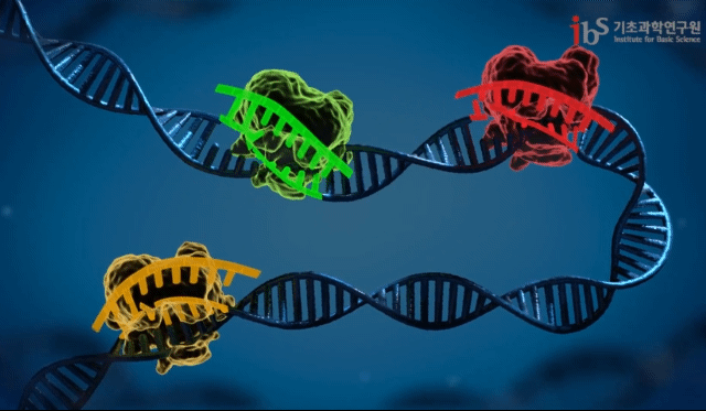 CRISPR-Cas9 유전자 가위가 암세포에만 존재하는 돌연변이 DNA 이중나선을 골라 잘라내는 모습. / 사진=기초과학연구원(IBS)