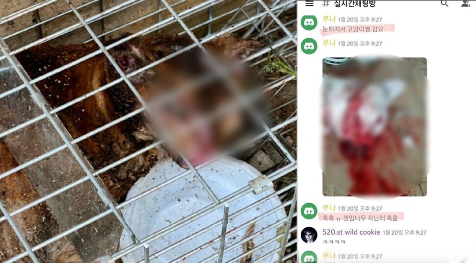 제2의 고어전문방 등장..온라인 동물학대 왜 끊이지 않나? 제2의 고어전문방 등장..온라인 동물학대 왜 끊이지 않나?