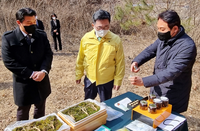 강원산양삼 이미지