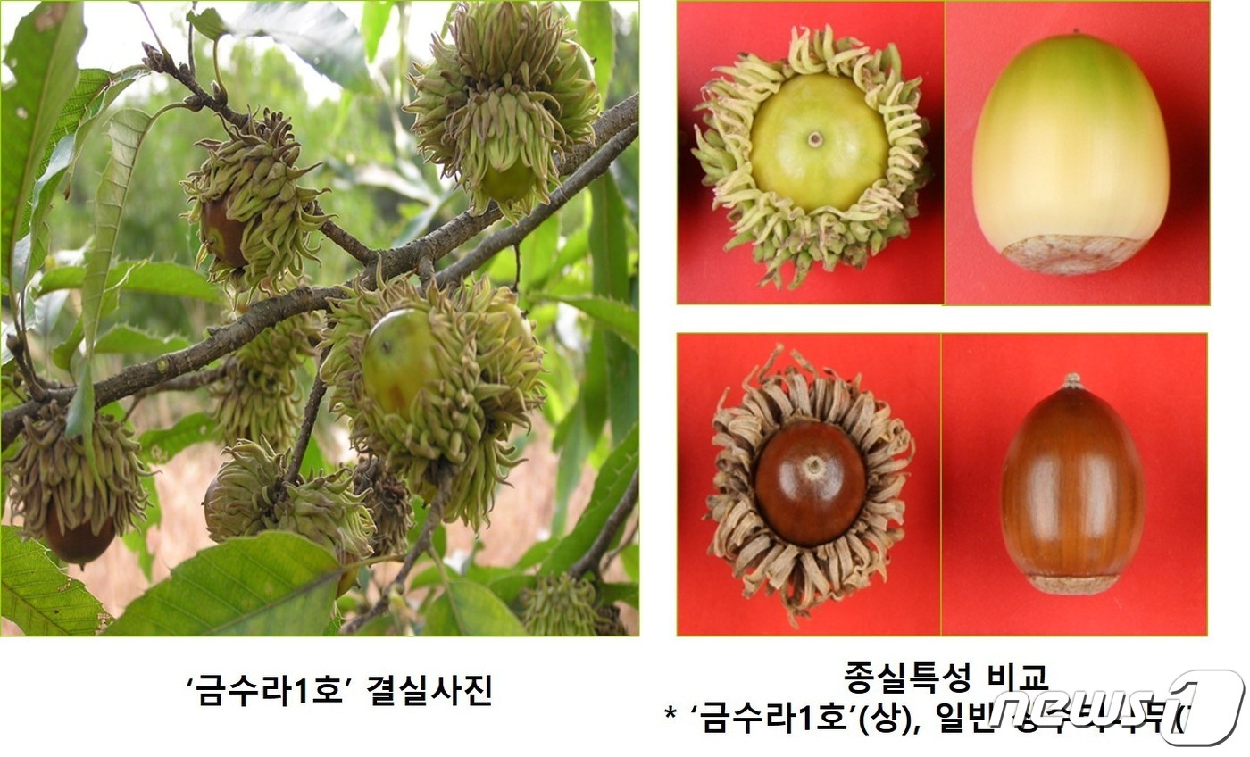 상수리 이미지