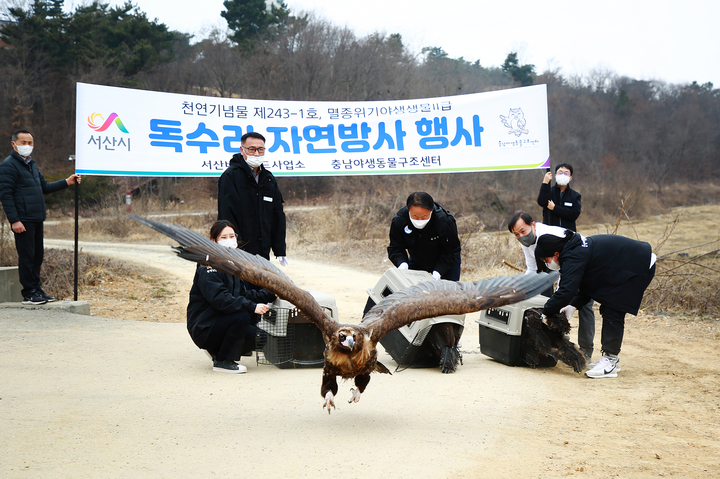 독수리 이미지