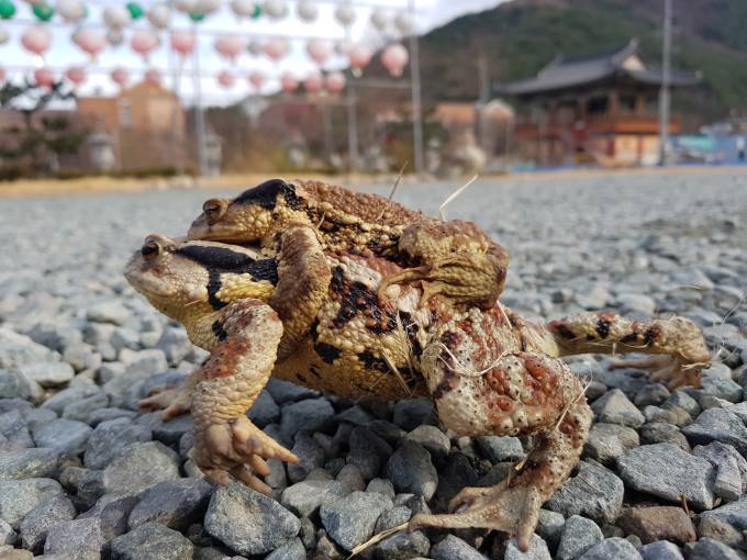 두꺼비 이미지