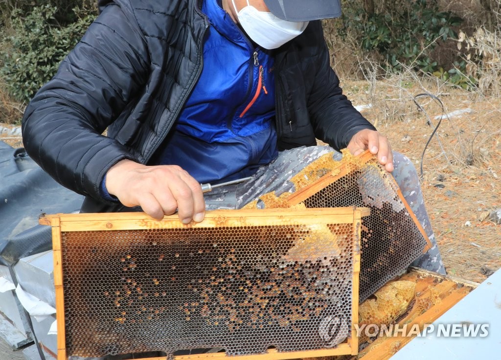 파주양봉 이미지